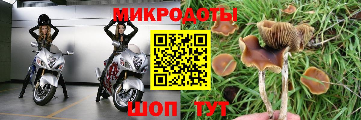 Искитим  Галлюциногенные грибы Psilocybine cubensis  Вход с VPN 